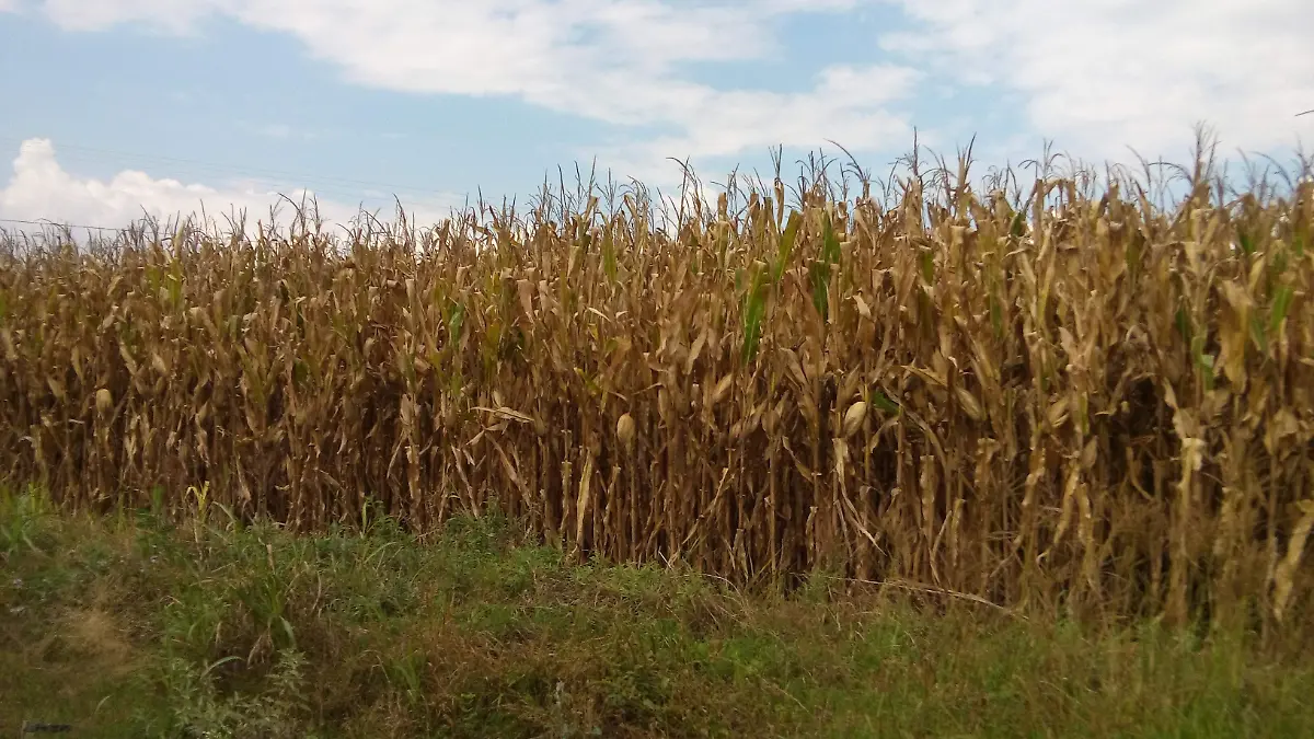 El campo va en decadencia ante la falta de prepuesto federal.  Rosal_a Nieves  El Sol de